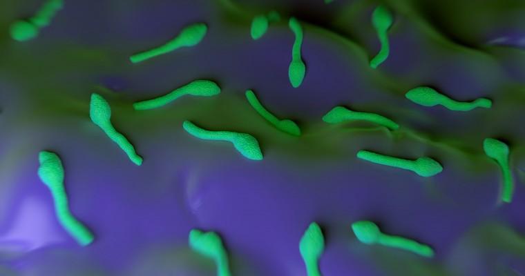 Wizualizacja bakterii Clostridium tetani