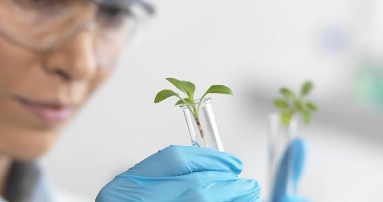 Żywność GMO - naukowiec ogląda rośliny w probówkach. 