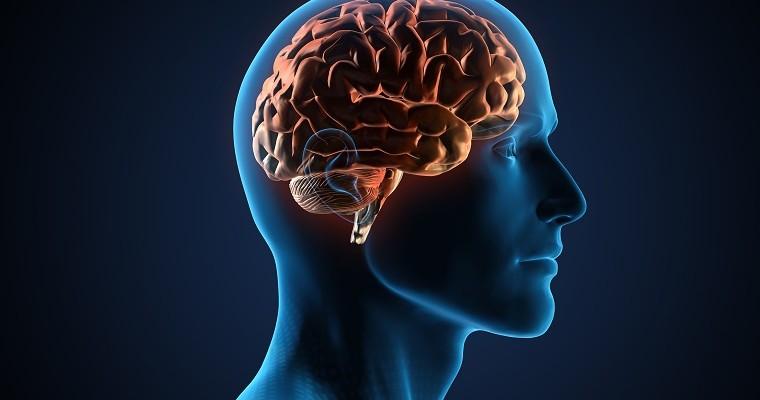 Obraz mózgu człowieka.
