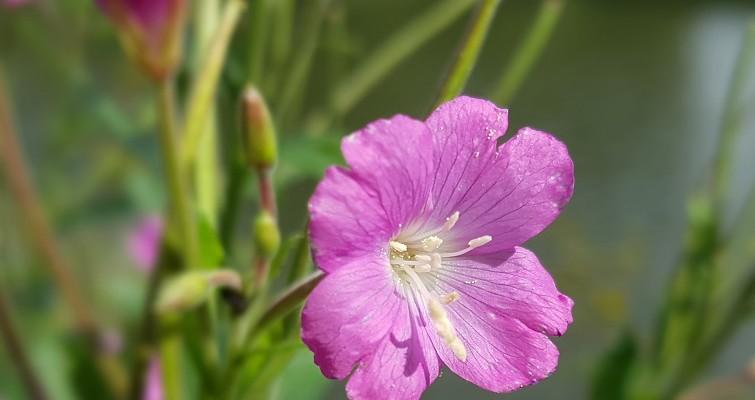Wierzbownica drobnokwiatowa - fioletowy kwiat. 