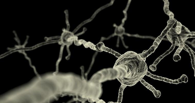 Sieć neuronów. Układ nerwowy.