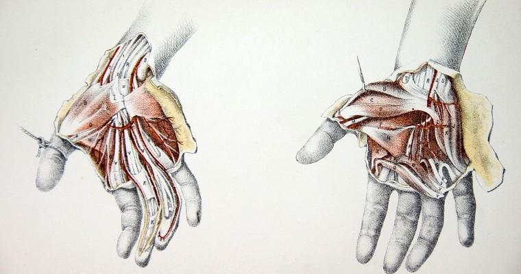 Ilustracja budowy anatomicznej ludzkich dłoni 