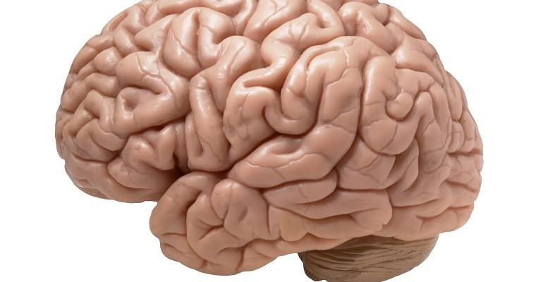 Ludzki mózg na białym tle