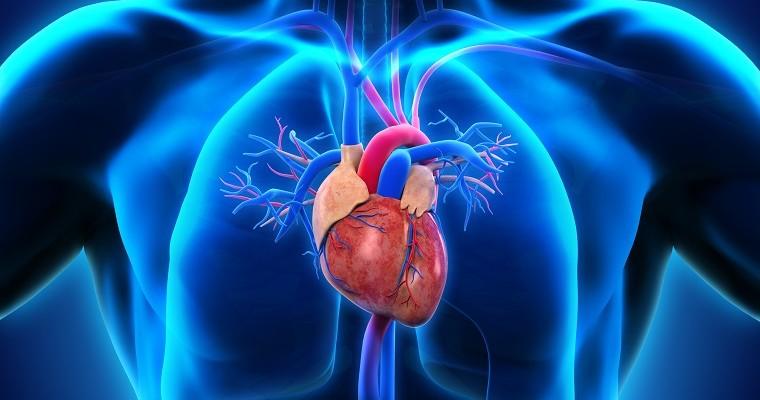 Serce człowieka - na co choruje najczęściej?  