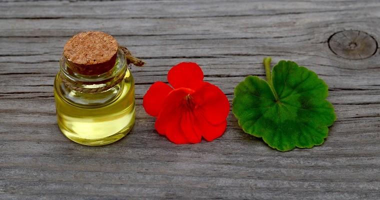 Czerwony kwiatuszek, listek i olejek w buteleczce na drewnianym blacie