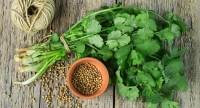 Kolendra – właściwości lecznicze i zastosowanie zioła w kuchni