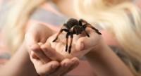 Arachnofobia (lęk przed pająkami) – przyczyny fobii oraz metody leczenia