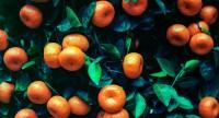 Mandarynki – odmiany, wartości odżywcze, właściwości zdrowotne