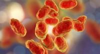 Czym jest Haemophilus influenzae?
Skutki zakażenia, test i leczenie