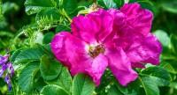 Róża pomarszczona – zastosowanie, odmiany, właściwości i działanie lecznicze