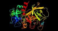 Trypsyna – enzym trawienny trzustki.
Czym jest i jaką pełni rolę?