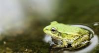 Batrachofobia – przyczyny, objawy i leczenie lęku przed żabami