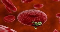 Erytrocyty, czyli czerwone krwinki – powstawanie, funkcje i normy
