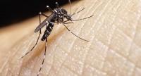 Denga, czyli inaczej choroba czy też gorączka denga – charakterystyka