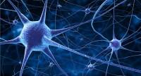 Synapsa – co to jest?
Jak jest zbudowana i jak działa?