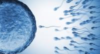 Spermatogeneza a oogeneza - na czym polegają i co różni te procesy?