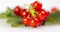 Czerwone porzeczki – jakich witamin dostarczają?
Właściwości zdrowotne owoców i soku.

