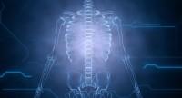 Szkielet – układ kostny człowieka.
Budowa i funkcje