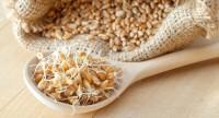 Kiełki pszenicy - hodowla i właściwości odżywcze.
Olej z kiełków pszenicy - zastosowanie 