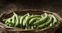 Zielona fasolka szparagowa - właściwości zdrowotne i odżywcze.
Przepis na kaszotto i sałatkę nicejską