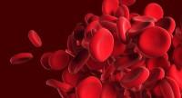 Białka w osoczu krwi – normy, podwyższony lub obniżony poziom