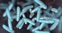Mikrobiom a zdrowie człowieka.
Dlaczego niektóre bakterie są ważne dla zdrowia?