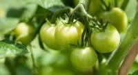 Zielone pomidory – właściwości, zastosowanie.
Czy są szkodliwe?