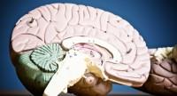 Półkule mózgu – funkcje prawej i lewej półkuli mózgu, ćwiczenia stymulujące i koordynujące ich pracę
