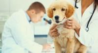 Przyczyny, objawy oraz sposoby leczenia kaszlu kenelowego u psów