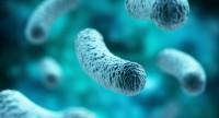 Bakterie chorobotwórcze – jakie są czynniki ryzyka u człowieka?