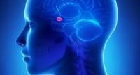 Gruczolak przysadki mózgowej:
objawy guza przysadki i metody jego leczenia