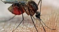 Ukąszenie komara – czy w Polsce występuje chikungunya?