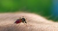 To choroba przenoszona przez komary.
Mało się o niej mówi, chociaż jest uciążliwa dla ludzi i zwierząt