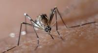 Dzieci bezobjawowo chore na malarię mogą zakażać komary - zaskakujące wyniki badań