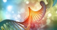 Zespół Jacobsena – choroba genetyczna spowodowana delecją fragmentu DNA.
Jak się objawia to schorzenie?