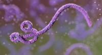 Wirus:
Niewidzialny zabójca.
Co musisz wiedzieć o wirusie Ebola?
Nowy program na Discovery Life