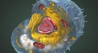 Uszkodzenia w organizmie po COVID-19.
Co mówią na ten temat mitochondria?