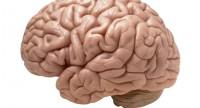 Budowa mózgu człowieka i jego funkcje:
procesy życiowe, zmysły, myślenie, funkcje poznawcze