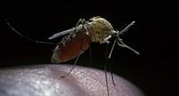 Czy komary przenoszą koronawirusa SARS-CoV-2?