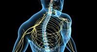 Ośrodkowy i obwodowy układ nerwowy człowieka - zasady działania
