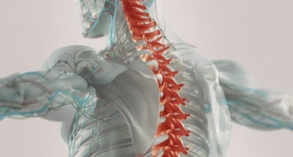 Anatomia kręgów szyjnych. Jak ćwiczyć przy bolących kręgach szyjnych?