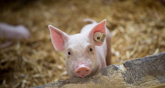 Świnia z ludzką trzustką - czy nastąpi przełom w transplantologii? 