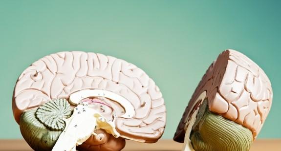 Płaty mózgu – krótki opis płata czołowego, ciemieniowego, skroniowego, potylicznego