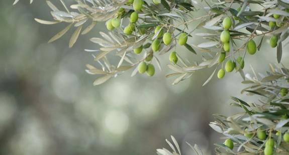 Liść oliwny – jakie ma właściwości i zastosowanie? Jak go dawkować?