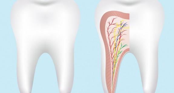 Budowa zęba – jak wygląda uzębienie u człowieka?
