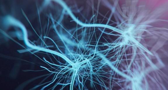 Czym są włókna nerwowe i jakie są ich funkcje?
