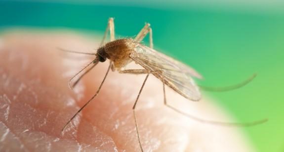 "Komarzyce, które teraz nas dręczą, czekały nawet kilka lat, aby się wylęgnąć" - wyjaśnia entomolog