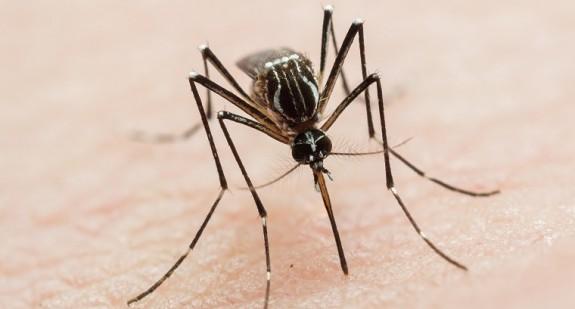 Owadobójcze mgiełki na komary - czy są bezpieczne i skuteczne?  