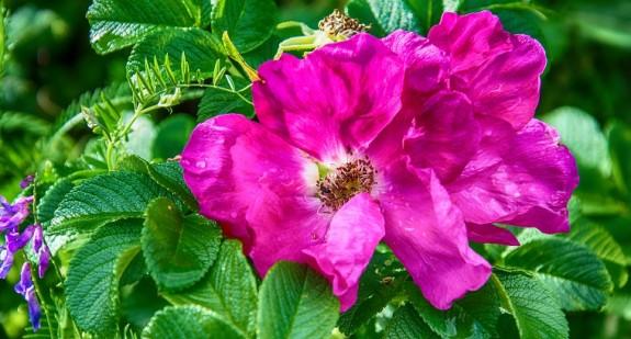 Róża pomarszczona – zastosowanie, odmiany, właściwości i działanie lecznicze