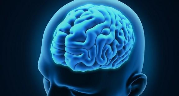 Kora mózgowa – budowa, funkcje, objawy uszkodzenia i chorób 